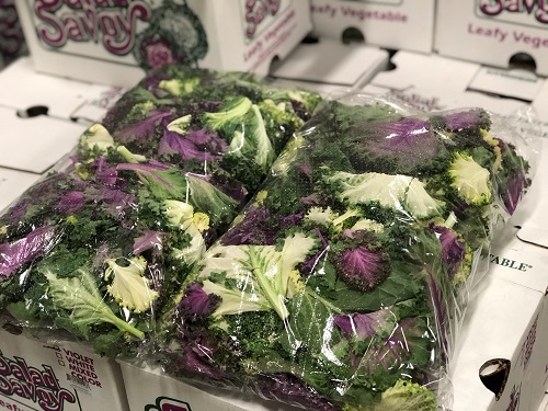 Salad Savoy Packs, Great tasting -Kale/Cabbage like - Mixed Violet & White (2 x 2.5 bag, Salinas)